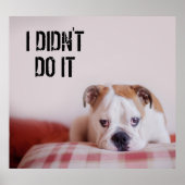 Shy English Bulldog Puppy Poster (Vorne)