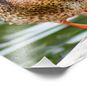 Shy Female Mallard Fotodruck (Ecke)