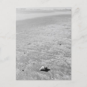 Shy Hermit Crab Postcard Postkarte