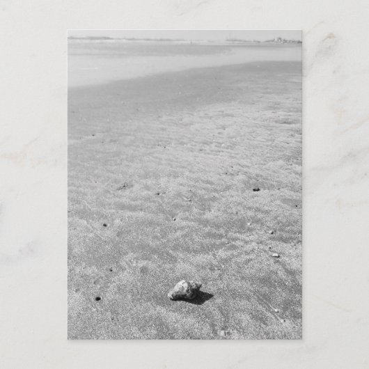 Shy Hermit Crab Postcard Postkarte (Vorderseite)