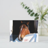 Shy Horse Postkarte (Stehend Vorderseite)