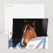 Shy Horse Postkarte (Vorne/Hinten)