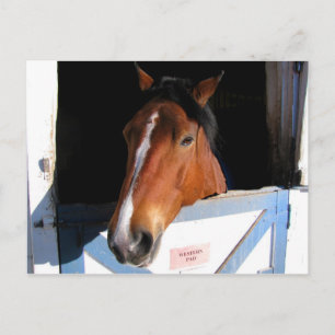 Shy Horse Postkarte