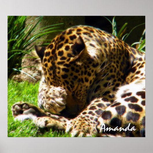 Shy Leopard Poster (Vorne)