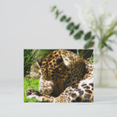 Shy Leopard Postkarte (Stehend Vorderseite)