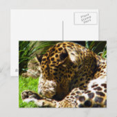 Shy Leopard Postkarte (Vorne/Hinten)