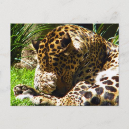 Shy Leopard Postkarte (Vorderseite)