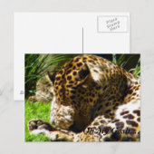 Shy Leopard vergesst mich nicht Postkarte (Vorne/Hinten)
