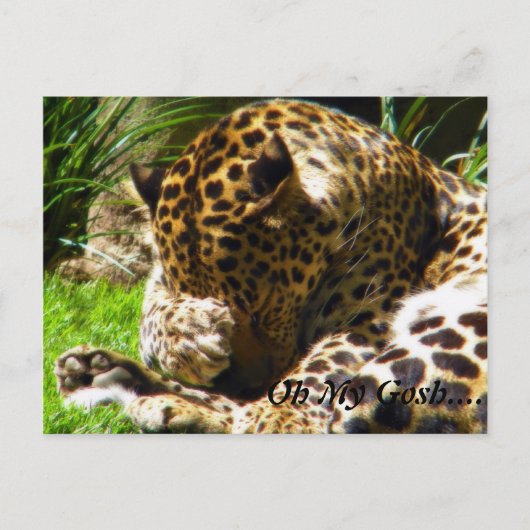 Shy Leopard vergesst mich nicht Postkarte (Vorderseite)