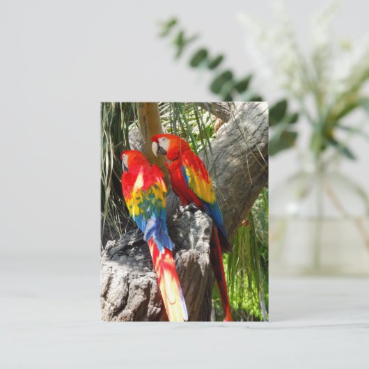 SHY PARROTS POSTKARTE (Stehend Vorderseite)