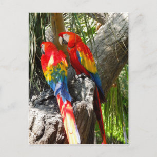 SHY PARROTS POSTKARTE