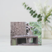 Shy Raccoon Postcard Postkarte (Stehend Vorderseite)