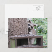 Shy Raccoon Postcard Postkarte (Vorne/Hinten)