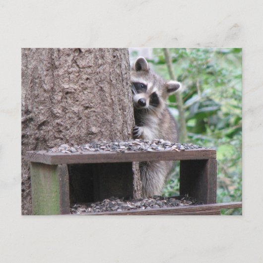 Shy Raccoon Postcard Postkarte (Vorderseite)