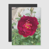 Shy Rose Magnet (Vorne/Hinten)