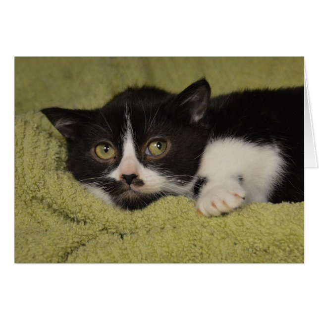 Shy Tuxedo Kitten (Vorderseite (Horizontal))