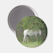 Shy White Horse Magnet (Vorderseite/Rückseite)