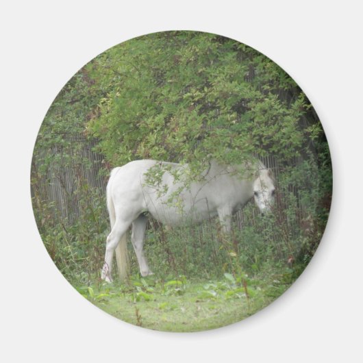 Shy White Horse Magnet (Vorne)