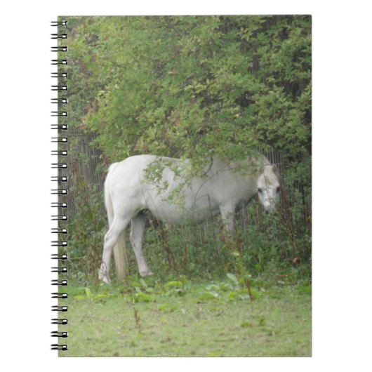 Shy White Horse Notebook Notizblock (Vorderseite)