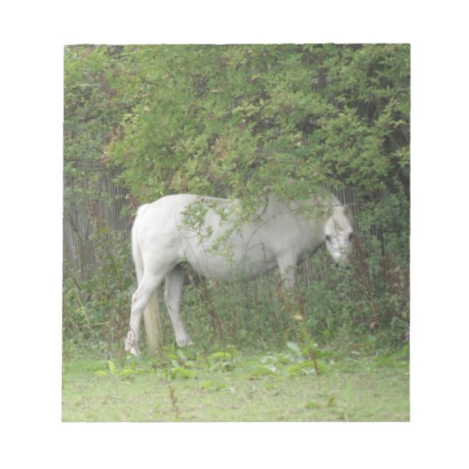 Shy White Horse Notepad Notizblock (Vorderseite)