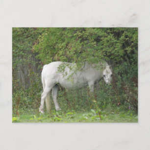 Shy White Horse Postcard Postkarte