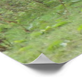 Shy White Horse Poster (Ecke)