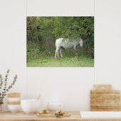 Shy White Horse Poster (Küche)