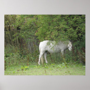 Shy White Horse Poster