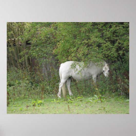 Shy White Horse Poster (Vorne)
