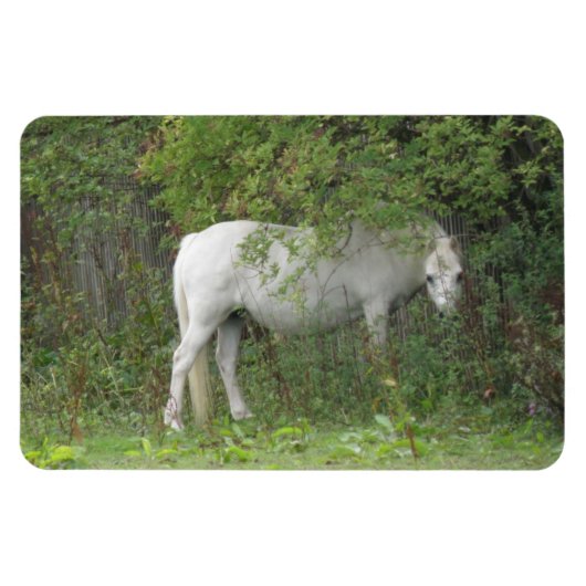 Shy White Horse Premium Magnet (Horizontal)