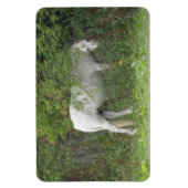 Shy White Horse Premium Magnet (Vertikal)