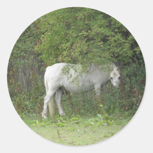 Shy White Horse Sticker (Vorderseite)