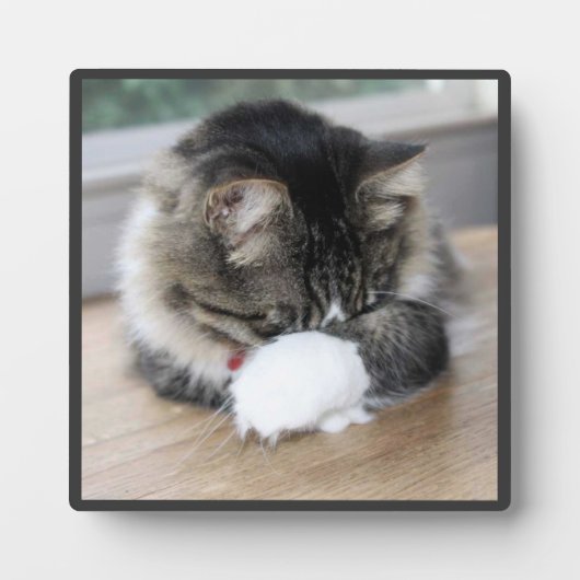 Shy Zorro Kitty Foto Plaque Fotoplatte (Vorderseite)