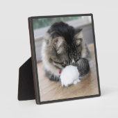 Shy Zorro Kitty Foto Plaque Fotoplatte (Vorderseite)