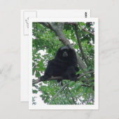Siam Gibbon Postkarte (Vorne/Hinten)