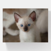 Siam Kitty Cat