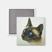 Siam (Kopfstudie) Magnet (Vorderseite/Rückseite)