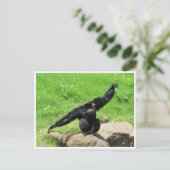 Siamang Postkarte (Stehend Vorderseite)