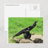 Siamang Postkarte (Vorne/Hinten)