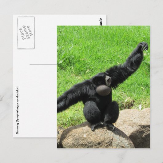 Siamang-Welle Postkarte (Vorne/Hinten)