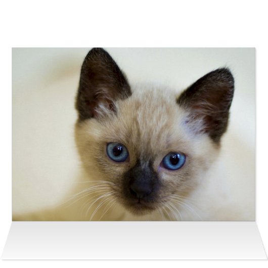 SIAMESE (Innenansicht Horizontal (Oben))