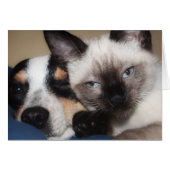 SIAMESE (Vorderseite (Horizontal))