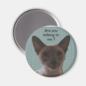 Siamese Albern Cat Magnet (Vorderseite/Rückseite)