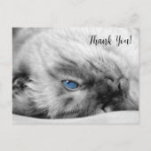Siamese Blue Mit Augen Cat Vielen Dank Postkarte (Vorderseite)