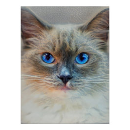 Siamese Cat-Blue Eyes Poster