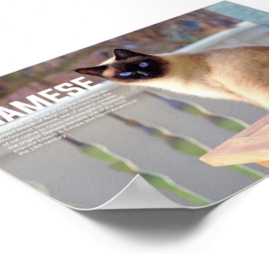 Siamese Cat Breed Poster (Ecke)
