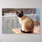 Siamese Cat Breed Poster (Vorne)