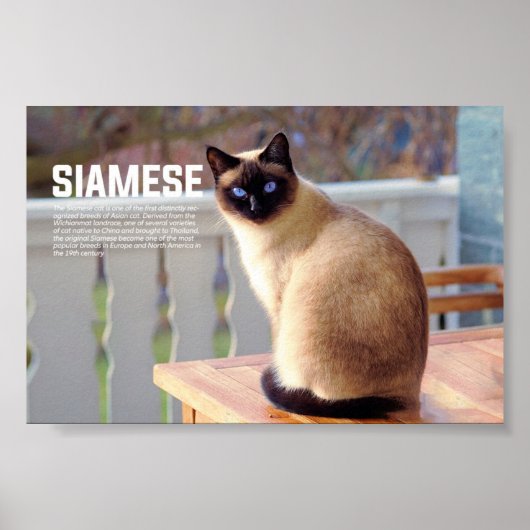 Siamese Cat Breed Poster (Vorne)