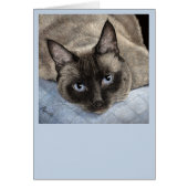 Siamese Cat Card - "Mocha" (Vorne)