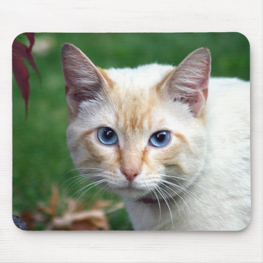 Siamese cat face mousepad (Vorne)